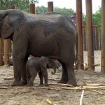 Еlephant Mum That Killed Last Calf Gives Birth To New Baby Elephant…