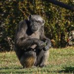 Judy The Oldest Chimpanzee In Europe Has Died At The Age Of…
