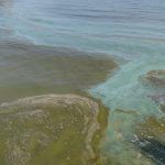 Worlds Largest Freshwater Lake Hit By Eco Disaster As Polluted Sludge Washes…