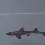 Miracle Baby Shark Born Even Though There Are No Male Sharks In…