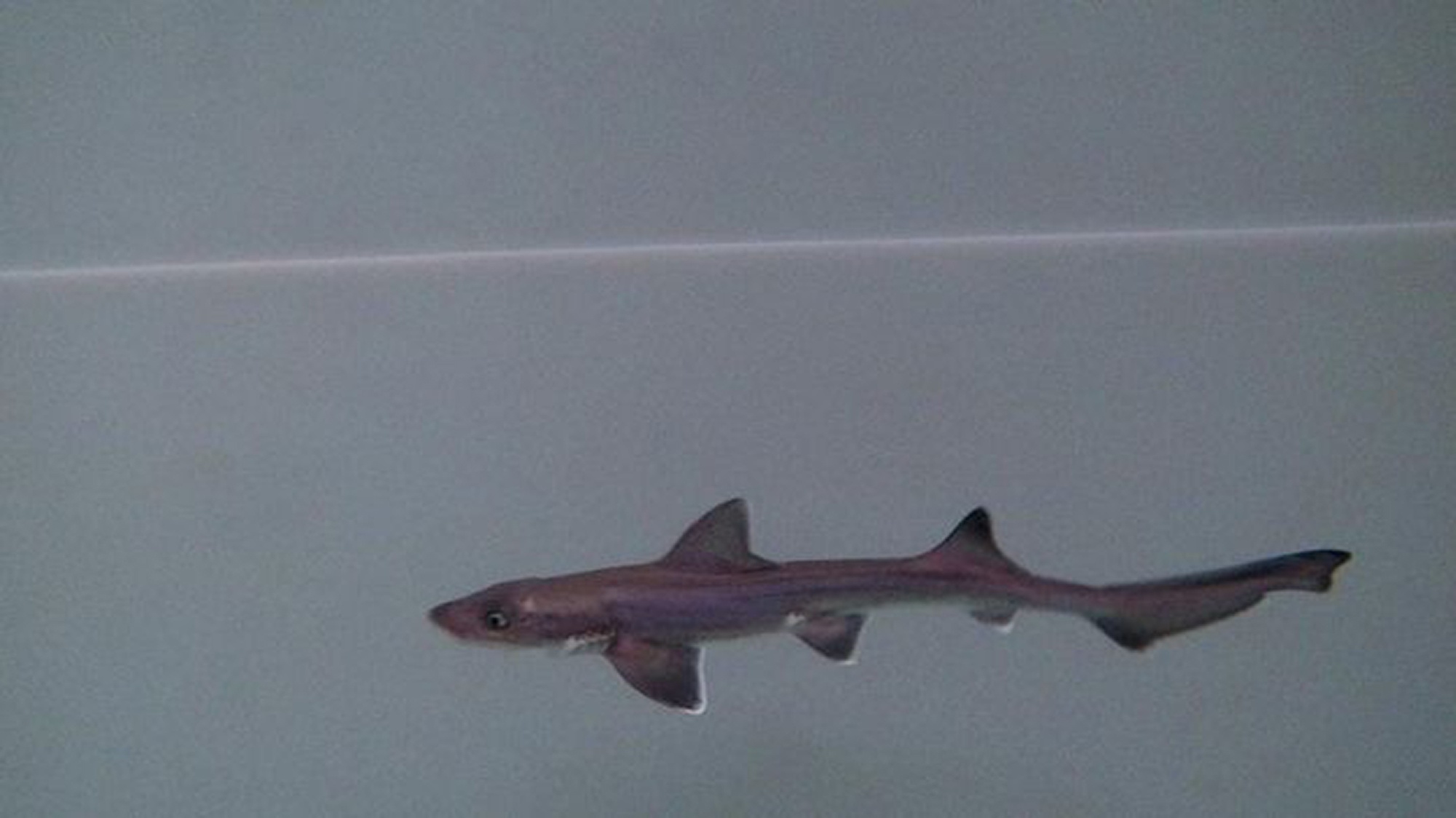 Miracle Baby Shark Born Even Though There…