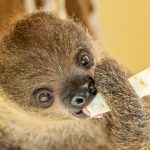 Cute Sloth Baby Wins Hearts Of Vienna Zoo Visitors