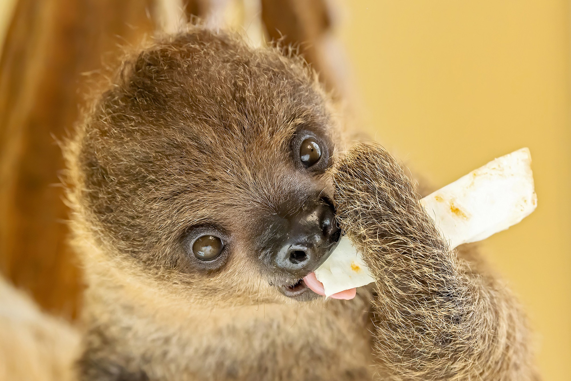 Cute Sloth Baby Wins Hearts Of Vienna…