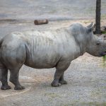 Near Threatened White Rhino Born In England Brought In Swiss Zoo To…
