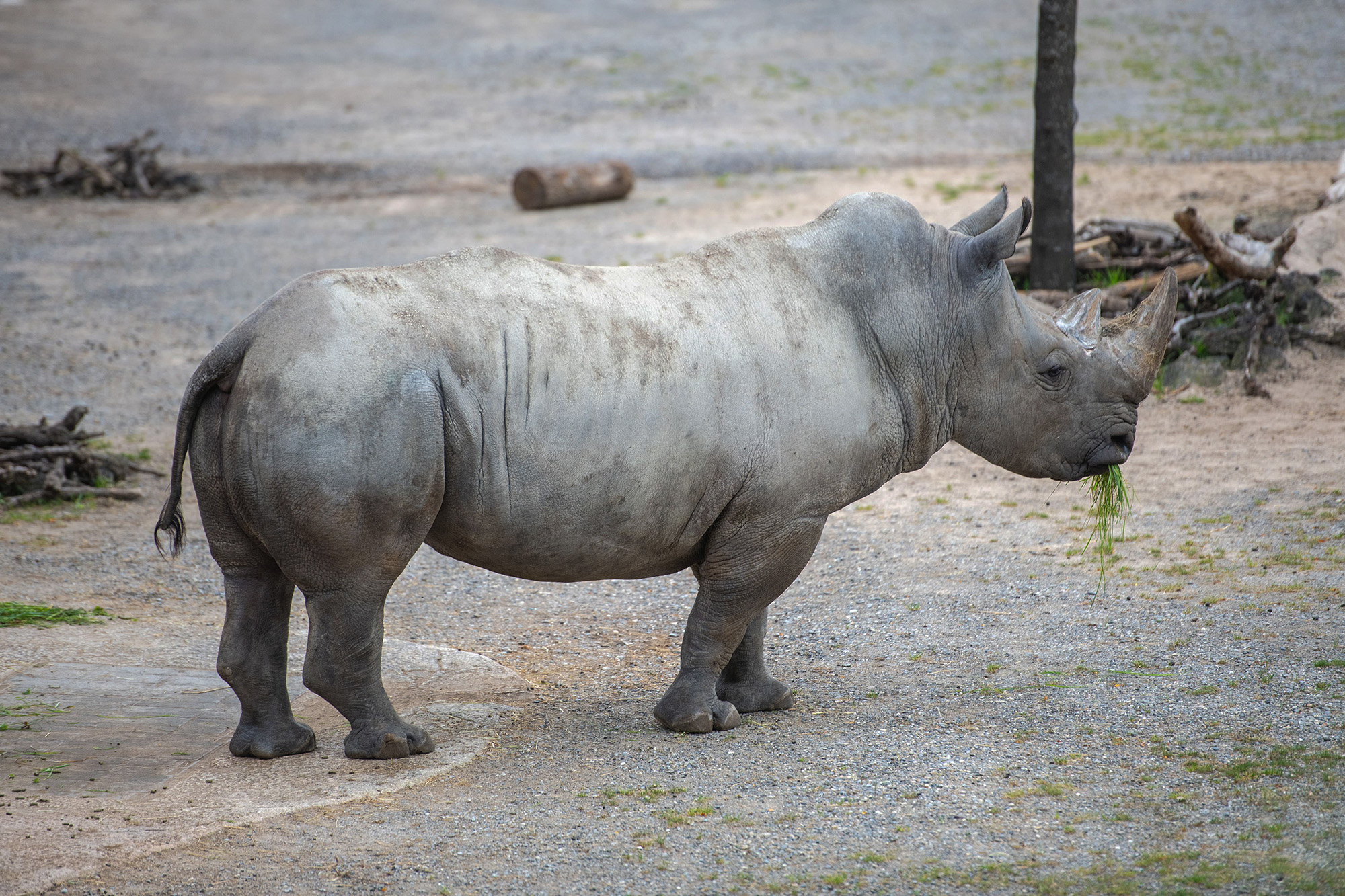 Read more about the article Near Threatened White Rhino Born In England Brought In Swiss Zoo To Provide Offspring Released From Quarantine