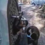 Moment Desperate Monkeys Try To Drink From Dry Tap As Brazilian Region…