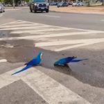 Macaws Appear Untroubled As They Drink Water From Puddle Just Feet Away…