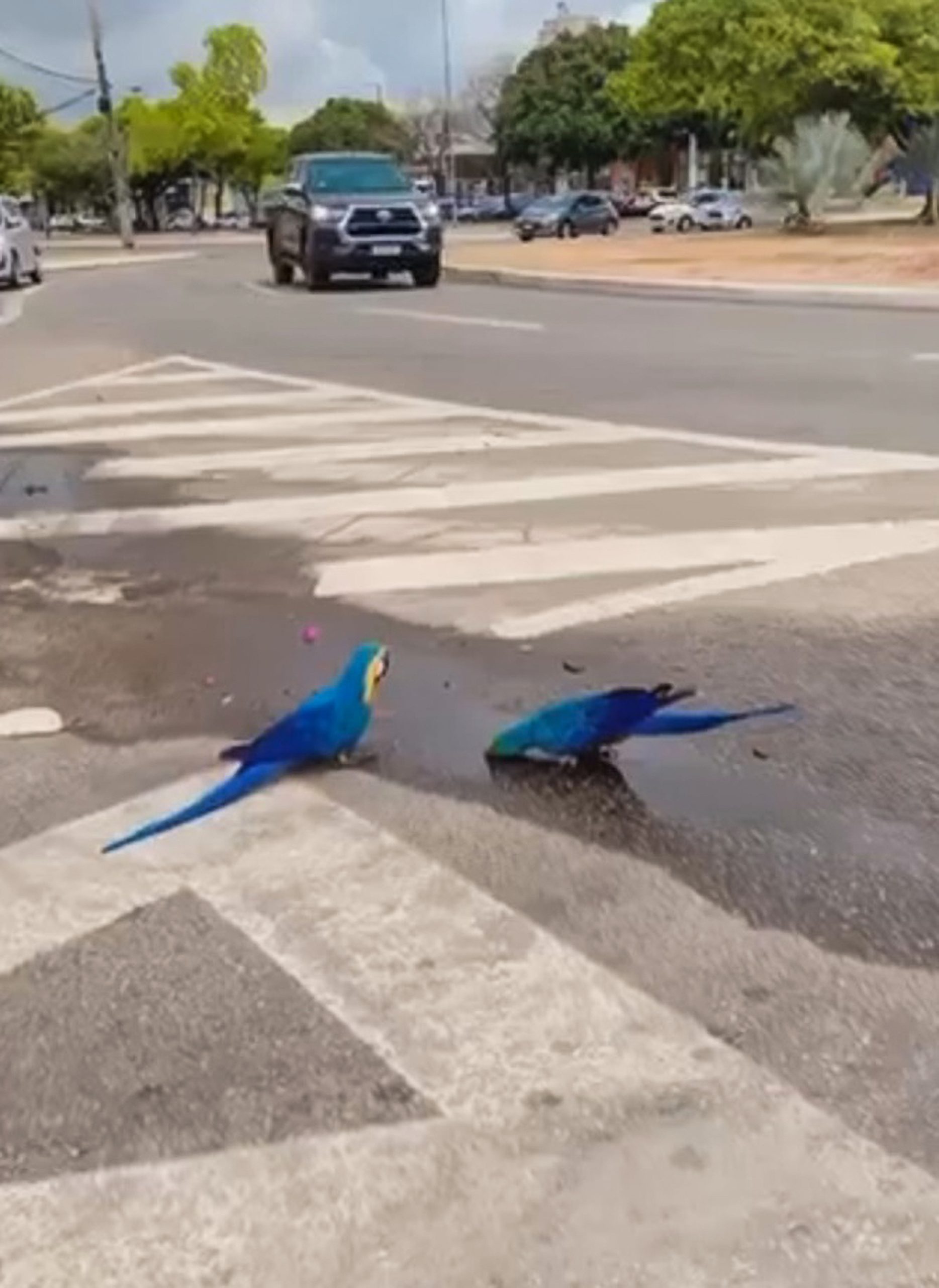 Read more about the article Macaws Appear Untroubled As They Drink Water From Puddle Just Feet Away From Passing Cars