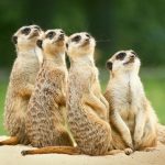 Heartbreak As All of Zoos Meerkats Die When Collapsed Burrow Buries Them…