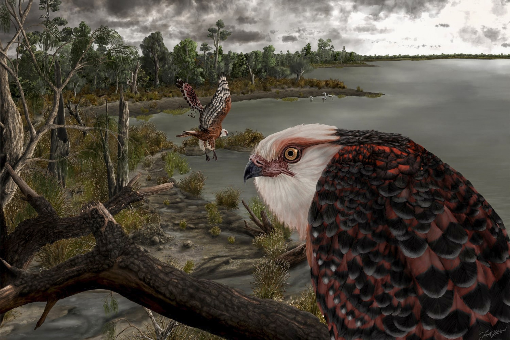 Read more about the article Eagle Like Raptor That Hunted Ancient Koala Bear Sized Prey 25 Million Years Ago Unearthed In Australia