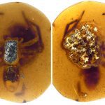 Spider Mum Frozen In Time By Fossilised Amber Still Protecting Her Young…