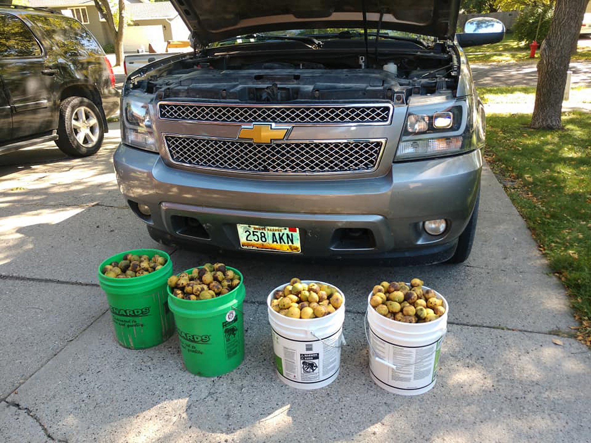 Read more about the article Red Squirrel Stuffs Mans Truck With Nearly 350 Pounds Of Walnuts