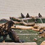 AIR WE COME: Extinct Sea Eagles Return