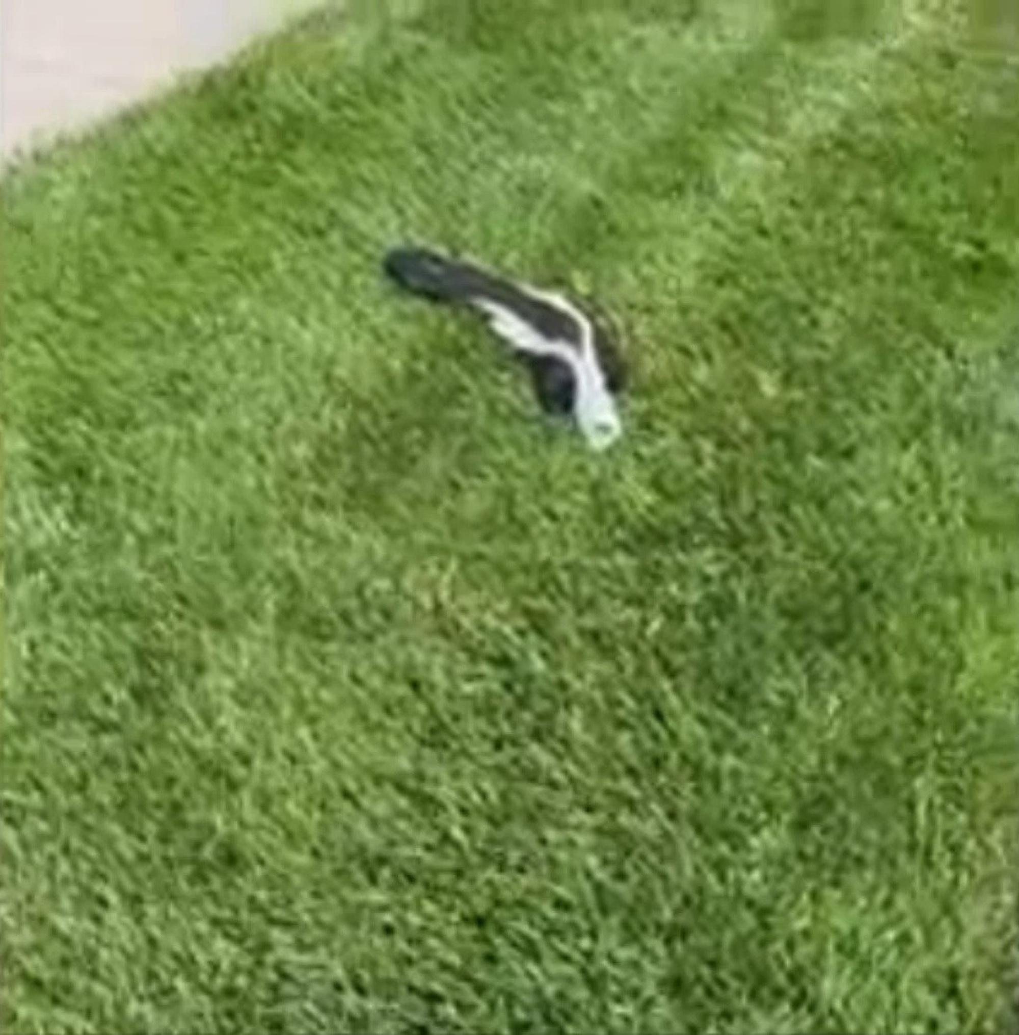 Read more about the article SCENT PACKING: Cautious Cops Free Skunk With Head Stuck In Beer Can