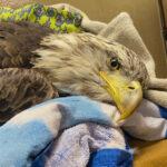 WINGING IT: Bald Eagle Shot By Hunters Takes To The Air Again…