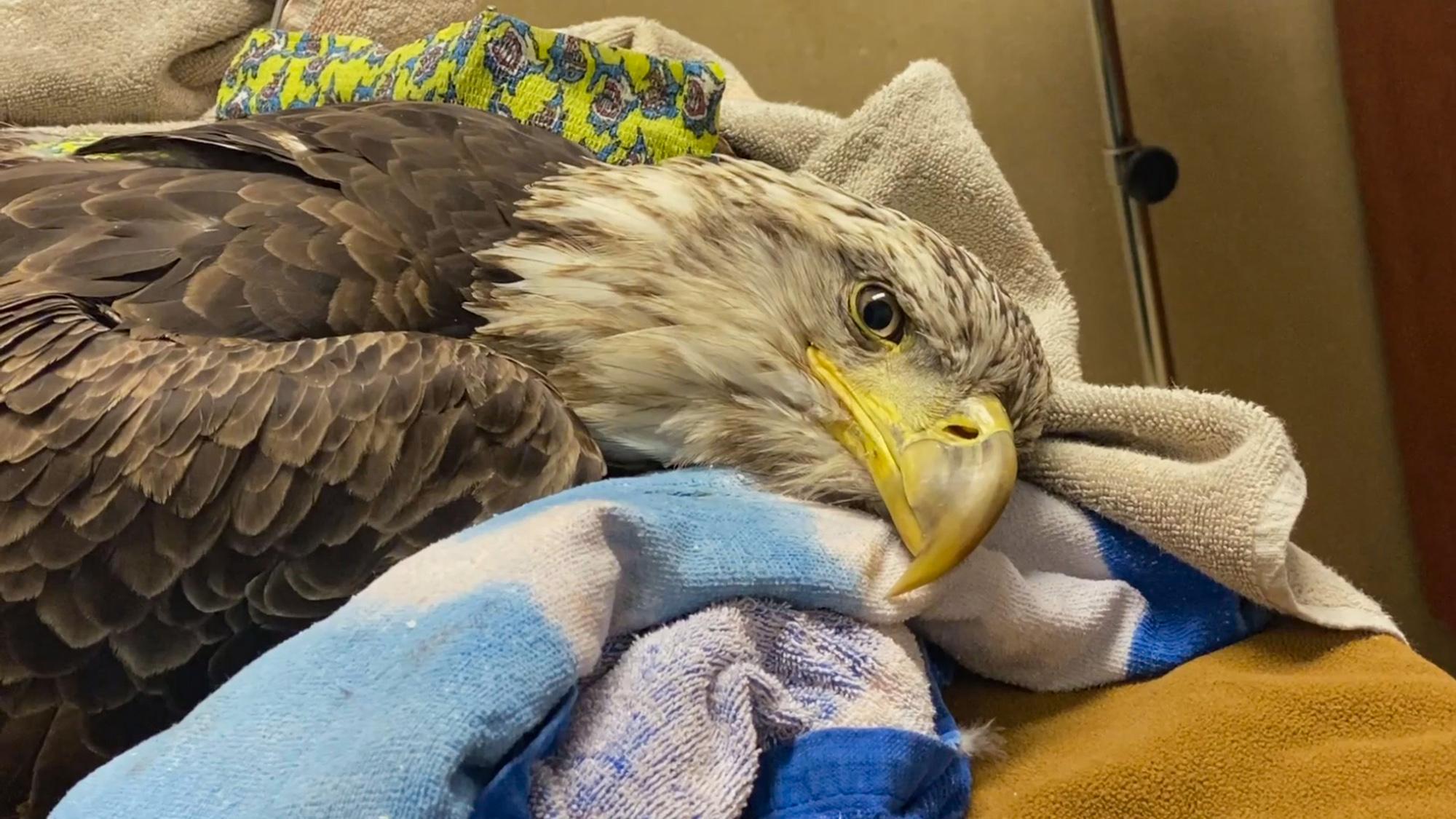 Read more about the article WINGING IT: Bald Eagle Shot By Hunters Takes To The Air Again In Amazing Slow-Mo Video After Life Saving Surgery