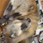 LOOK WHO JUST FLUE IN: Cops Rescue Baby Raccoons That Fell Down…