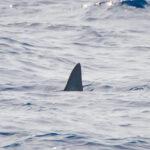JAWSOME SPEED: World’s Fastest Shark Cruising Spanish Coast