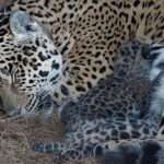NEWBORN TO BE WILD: First Jaguars Born In Forest Where They Went…
