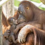 AHH-RANG-UTAN: Adorable New Orangutan Baby With Historic Name To Live Up To