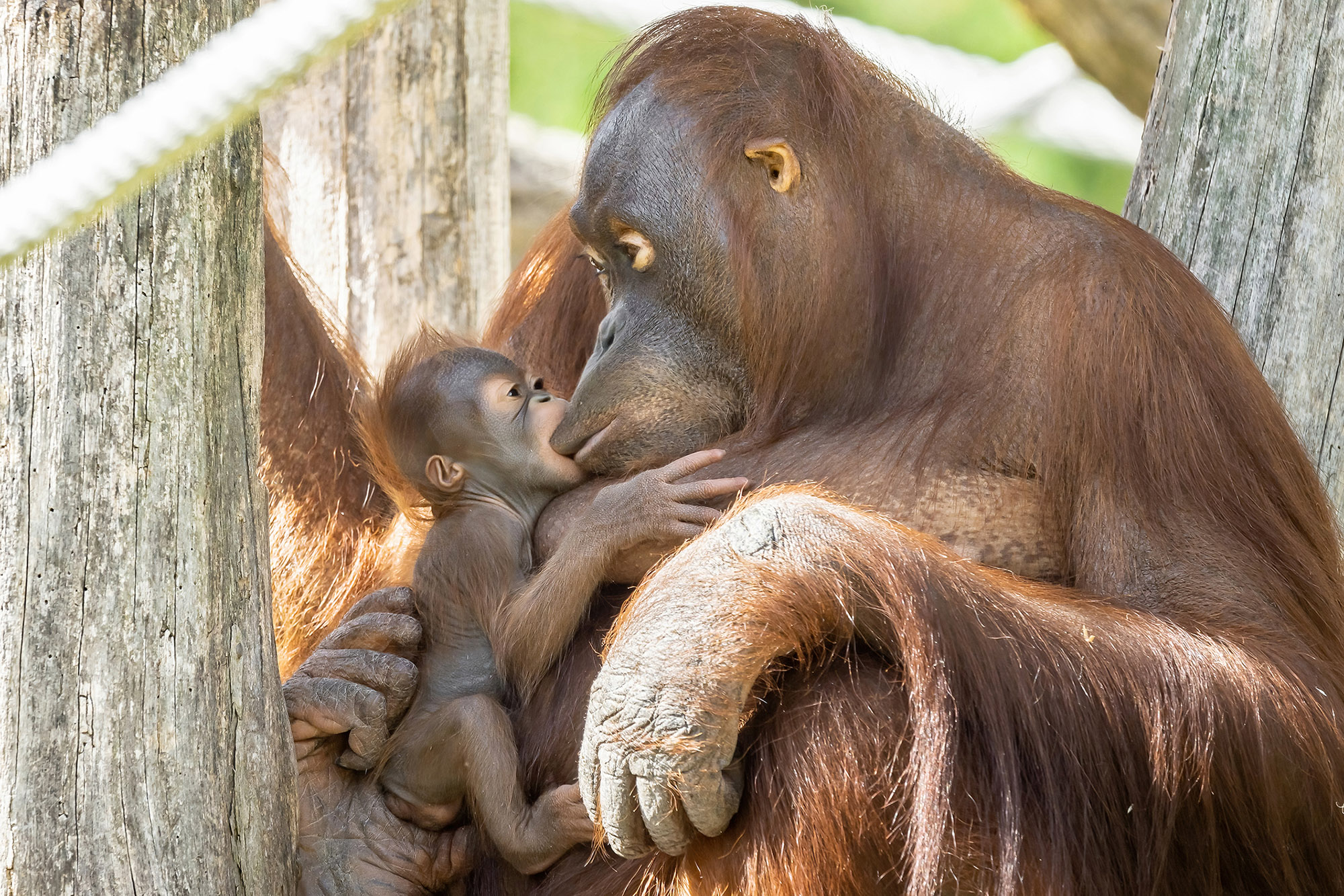 Read more about the article AHH-RANG-UTAN: Adorable New Orangutan Baby With Historic Name To Live Up To