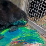 IS IT A FUR-MEER? The Bear Who Paints Abstract Masterpieces