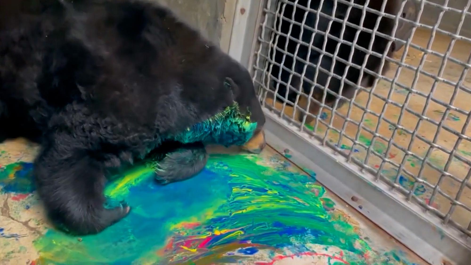 Read more about the article IS IT A FUR-MEER? The Bear Who Paints Abstract Masterpieces
