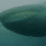 THANK POD FOR THAT: Huge Sighting Of Rare Antarctic Fin Whales