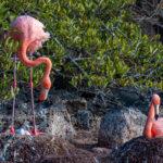 WADE A COMEBACK: Flamingoes Return To Galapagos Island After 20-Year Gap