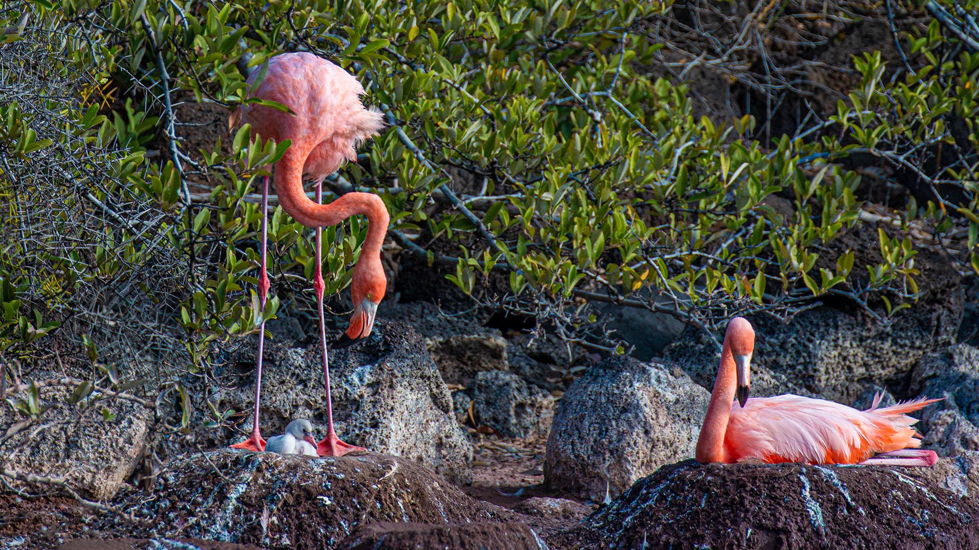 Read more about the article WADE A COMEBACK: Flamingoes Return To Galapagos Island After 20-Year Gap