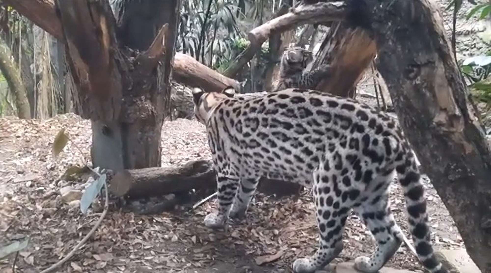 Read more about the article OC UP THERE MUM? Ocelot Kitten Tries Out Its Climbing Skills￼