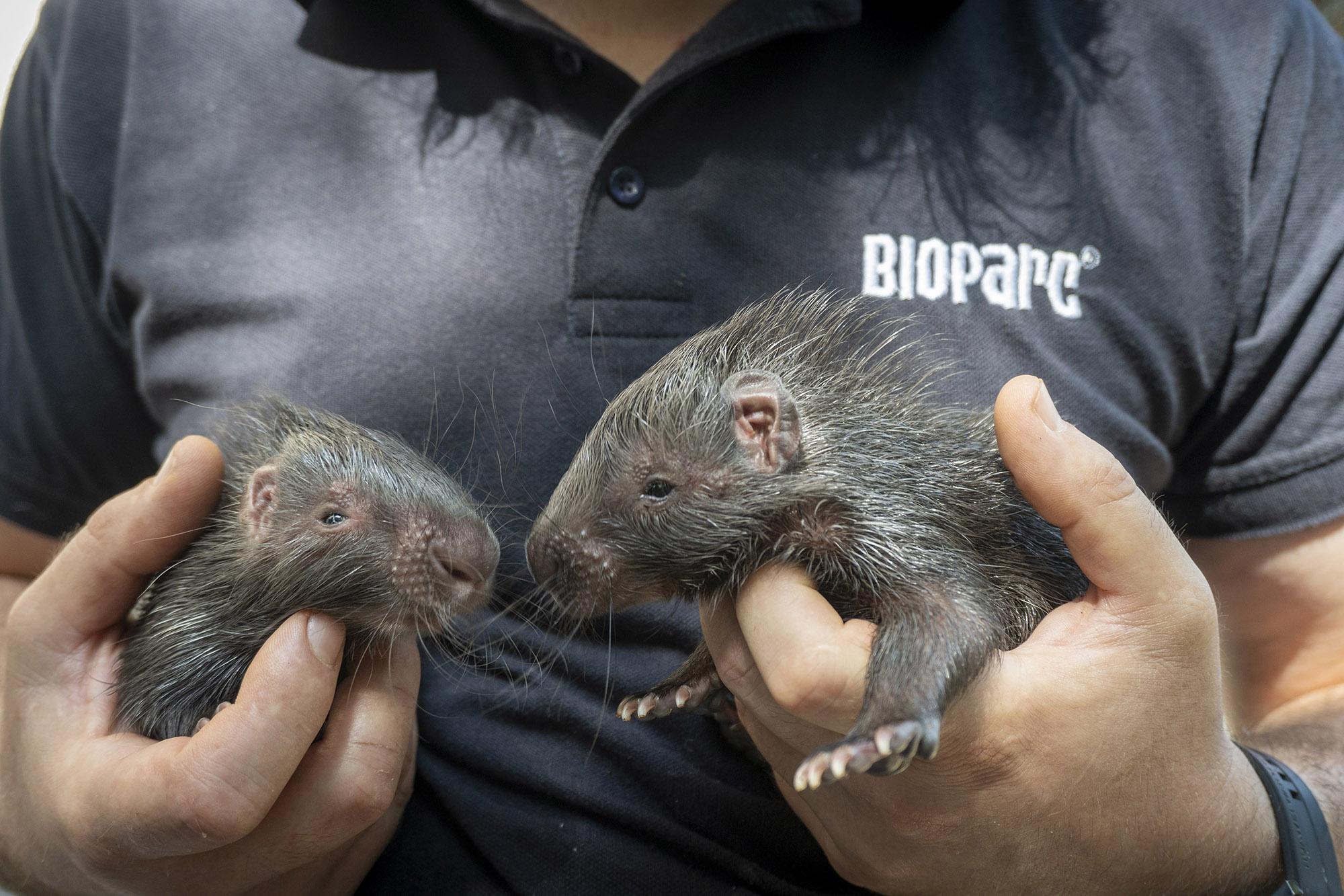Read more about the article PRICKLY PARENT: Zookeepers Step In To Hand Rear Cute Baby Porcupines After Mum Abandons Them