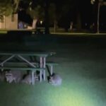 RACC OFF YOU LOT: Cop Slings Rowdy Raccoons Out Of Park