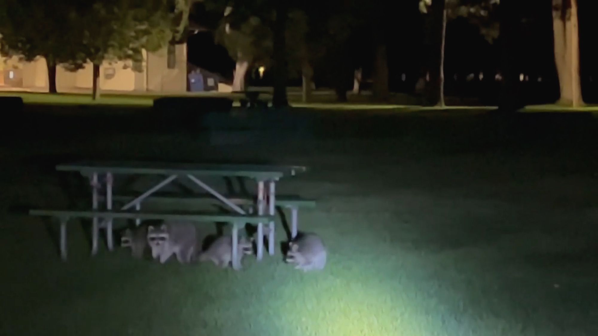 Read more about the article RACC OFF YOU LOT: Cop Slings Rowdy Raccoons Out Of Park