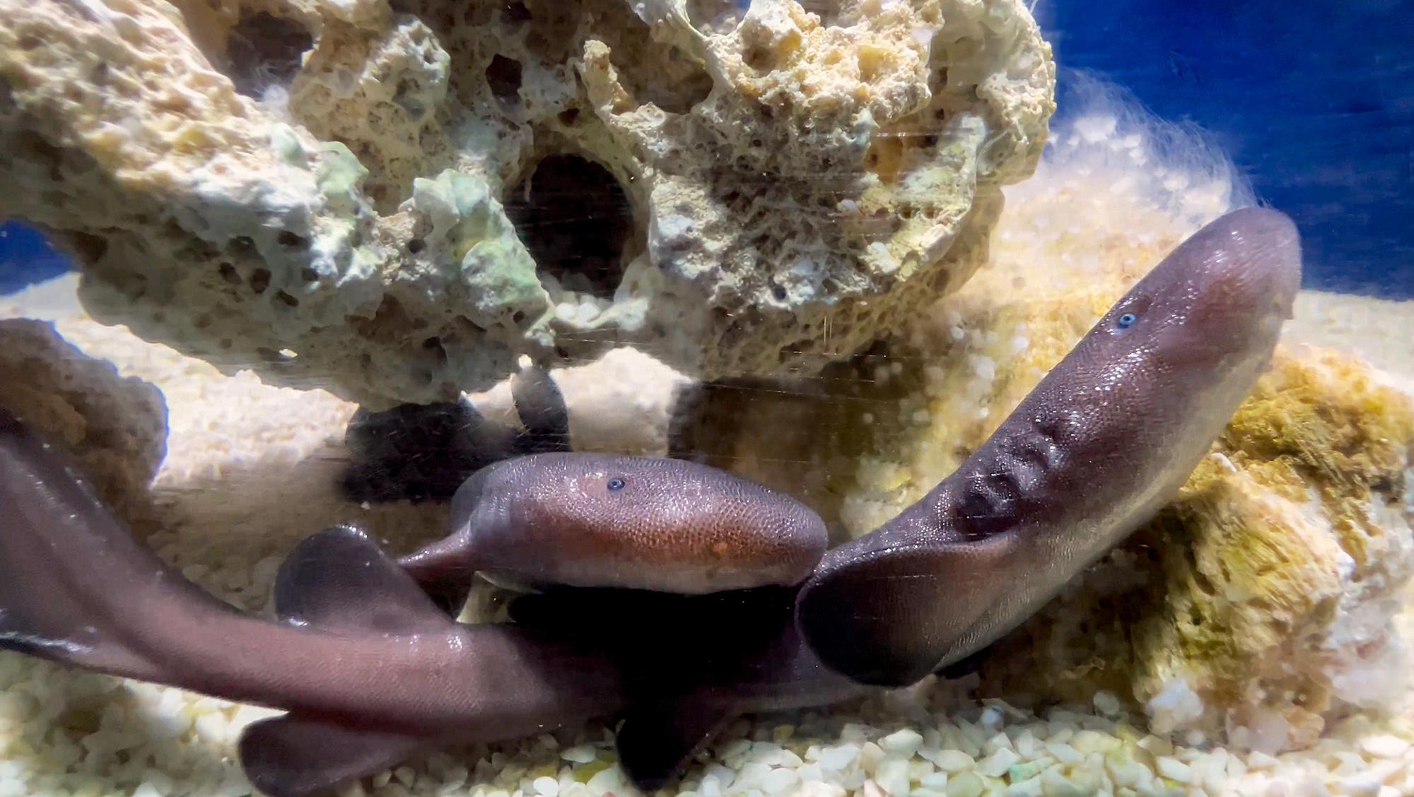 Read more about the article LITTLE NIPPERS: Jawsome Birth Of Critically Endangered Sharks