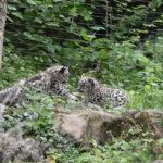 HOW CUTE ARE ZOO? Newborn Snow Leopard Cubs Thrill Fans