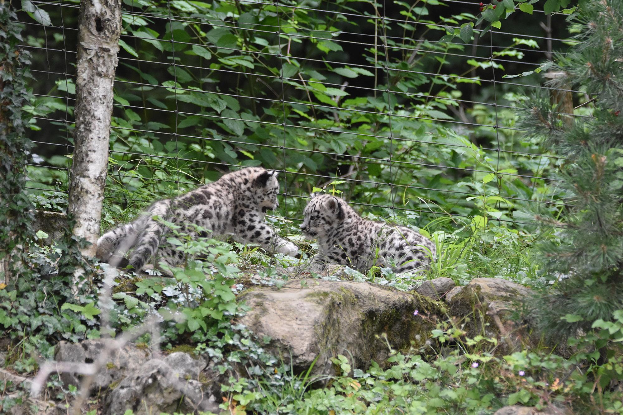 Read more about the article HOW CUTE ARE ZOO? Newborn Snow Leopard Cubs Thrill Fans