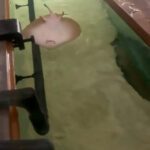 I’M A SPIT HUNGRY: Pet Stingray Spits At Owner For Food