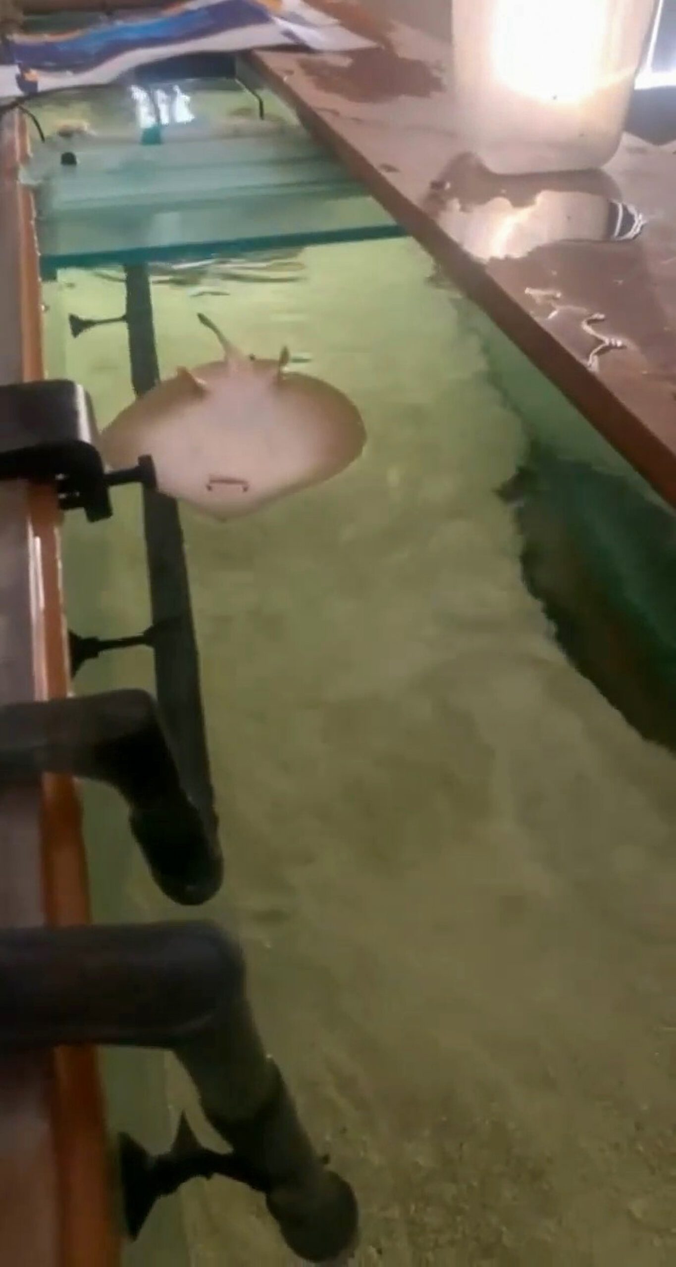 Read more about the article I’M A SPIT HUNGRY: Pet Stingray Spits At Owner For Food