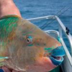 BLUE WONDERFUL: Fisherman Shows Off His Ocean Beauties