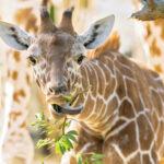STICKING HER NECK OUT: Adorable Giraffe Calf Runs Rings Round Grown Ups