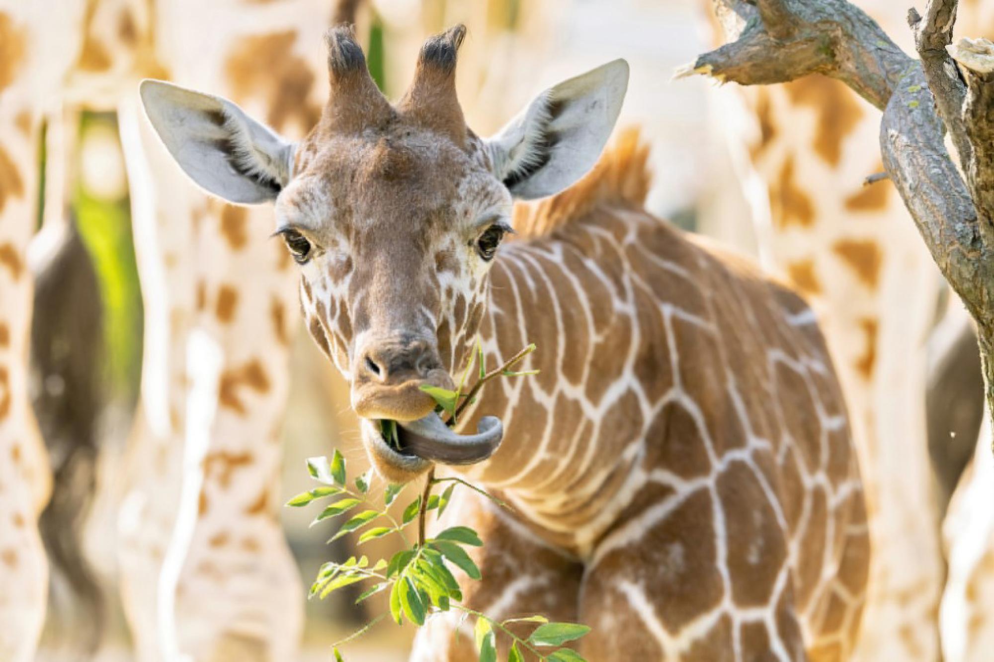 Read more about the article STICKING HER NECK OUT: Adorable Giraffe Calf Runs Rings Round Grown Ups
