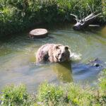 BEAR FACED CHEEK-TO-CHEEK: Cute Bear Siblings Kept Separate At Zoo Meet For…