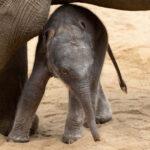 MUMBO! Adorable Newborn Elephant Calf Sticks Close To Mum