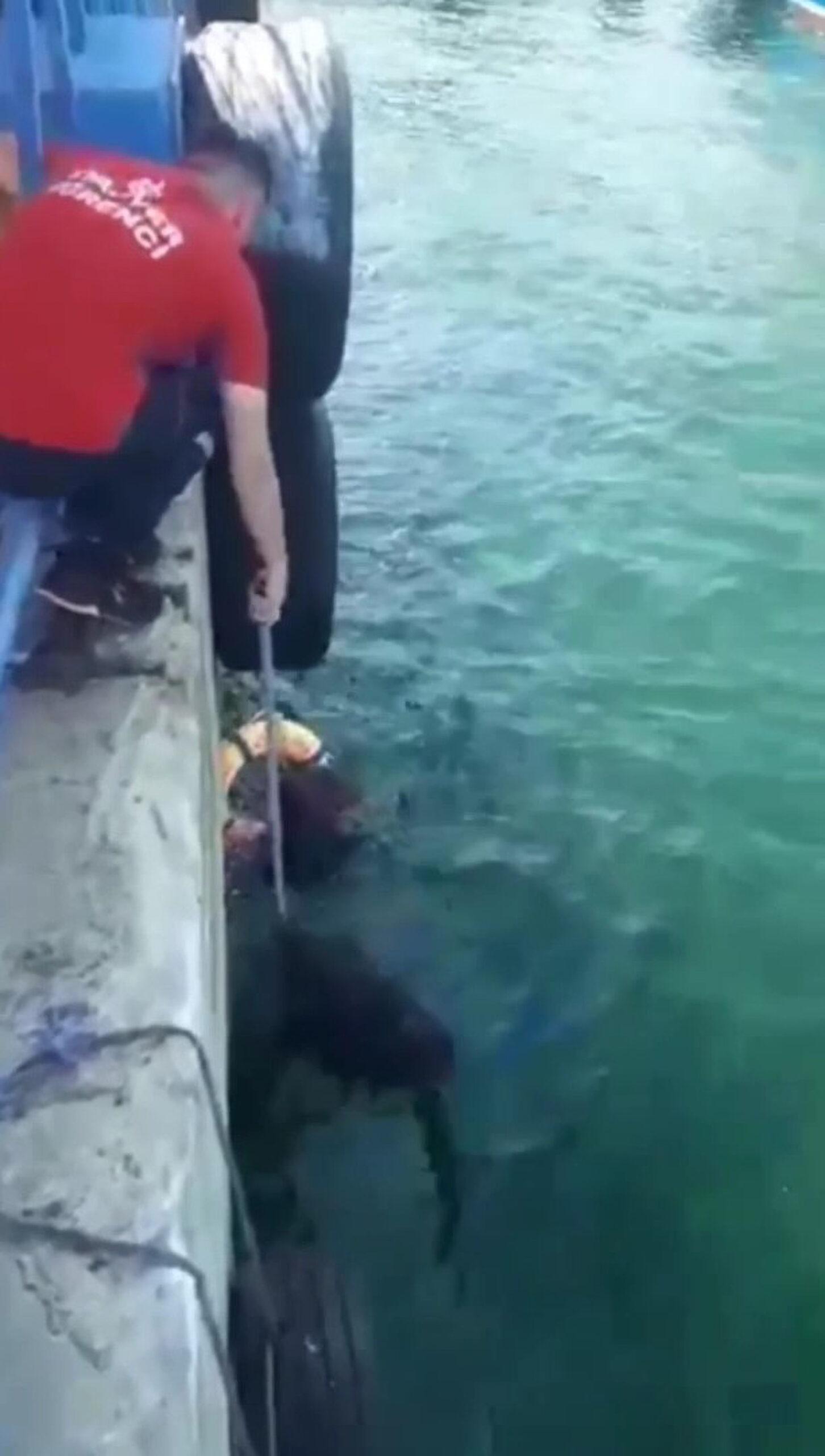 Read more about the article FELINE FINE: Heartwarming Moment Fireman Rescues Cat From Sea