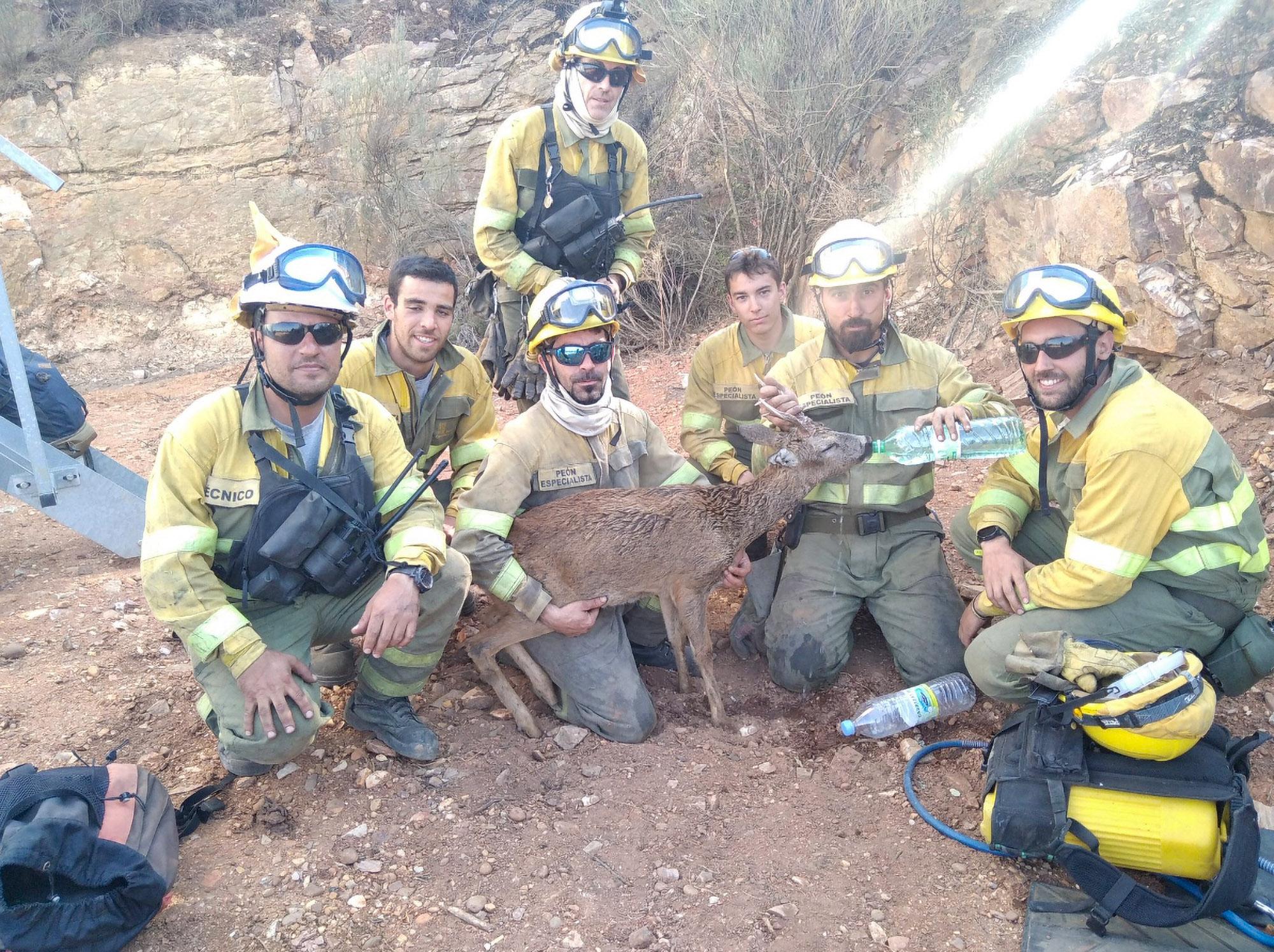 Read more about the article WATER RELIEF: Wildfire Heroes Give Drink To Parched Deer Saved From Inferno