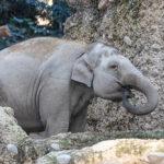 ELEPHANT GRAVEYARD: Third Tusker Dies From Herpes Virus At Swiss Zoo