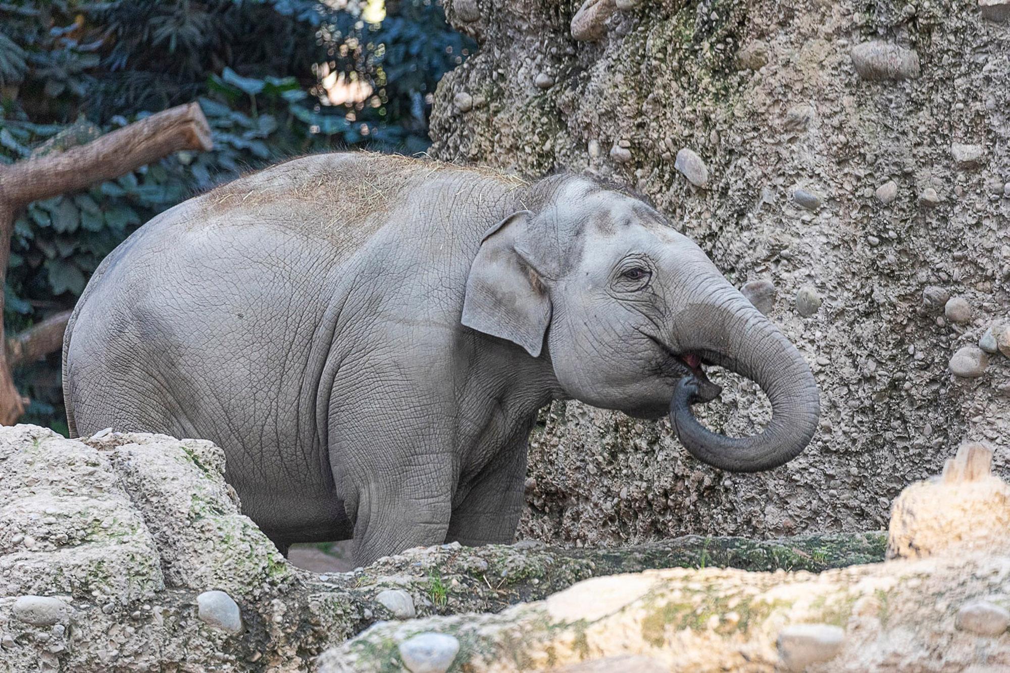 Read more about the article ELEPHANT GRAVEYARD: Third Tusker Dies From Herpes Virus At Swiss Zoo