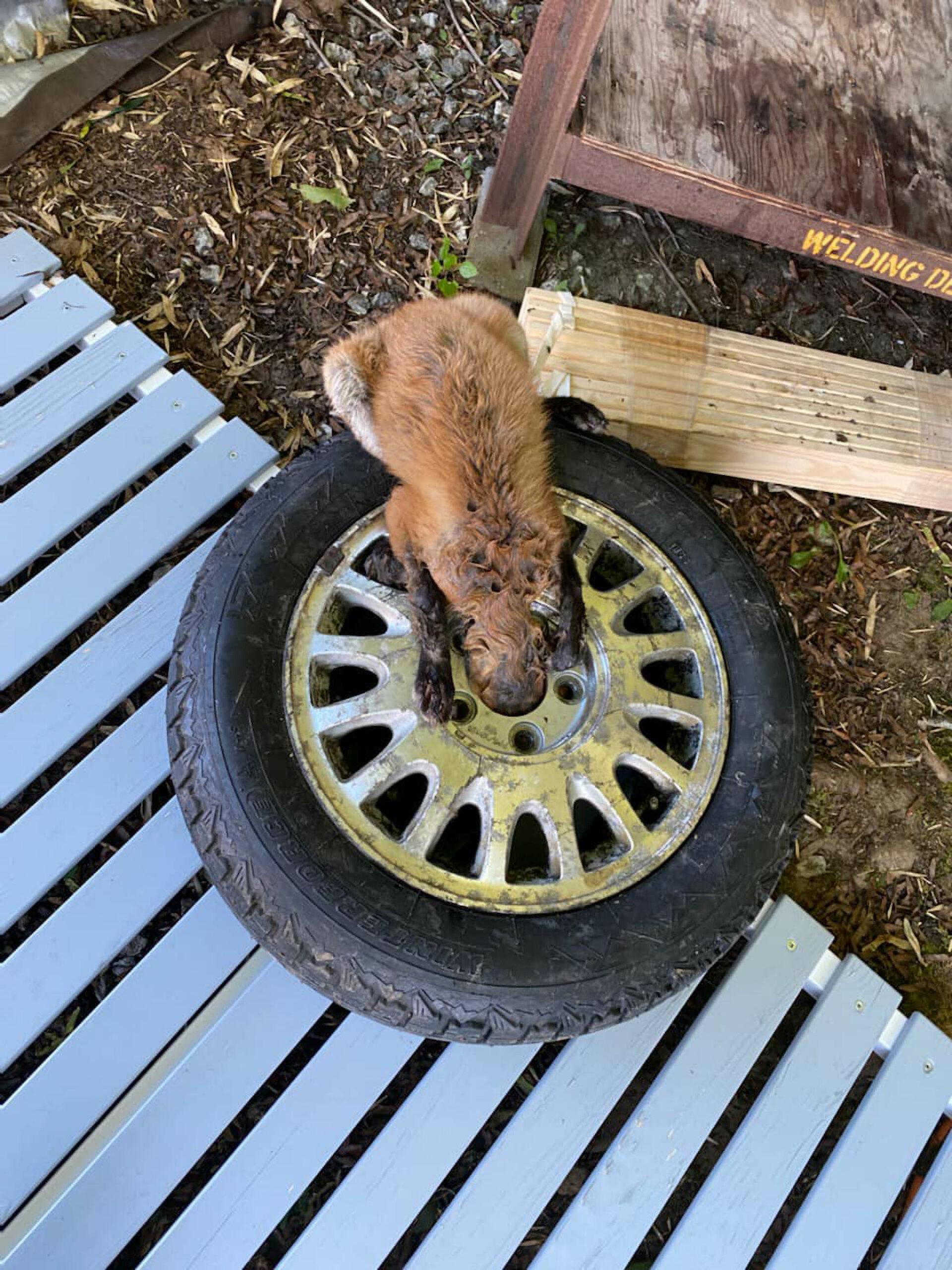 Read more about the article FOR FOX SAKE GET ME OUT OF HERE: Mouse Chasing Fox Got Wheel Stuck