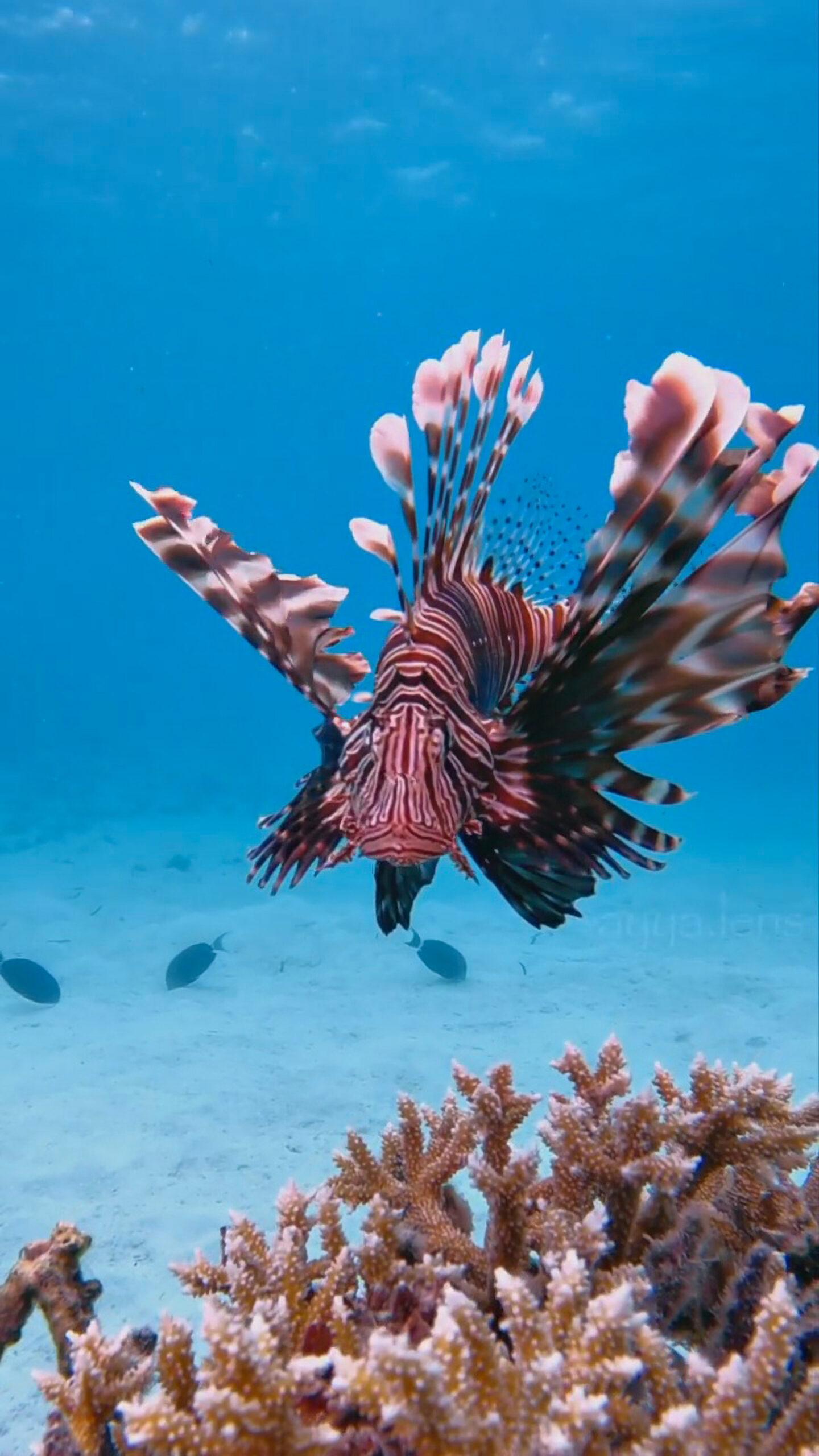 Read more about the article SOFISHTICATED SEA CREATURES: Fearless Diver Gets Up Close And Personal With Venomous Lionfish